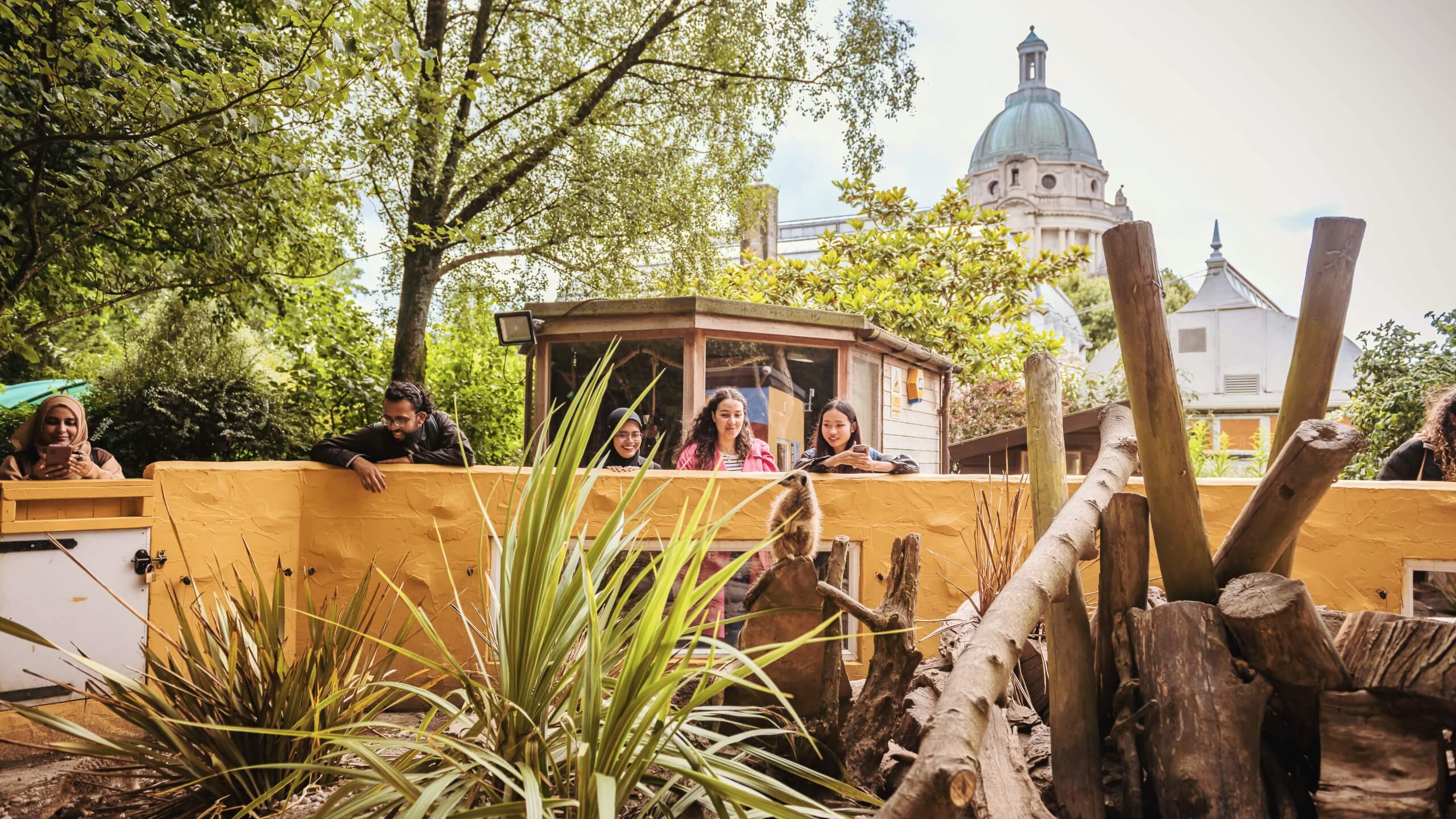 A trio of students look at a ring-tailed lemur at the mini-zoo in Williamson Park.